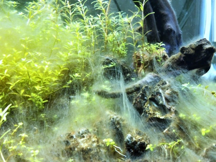 White algae bloom