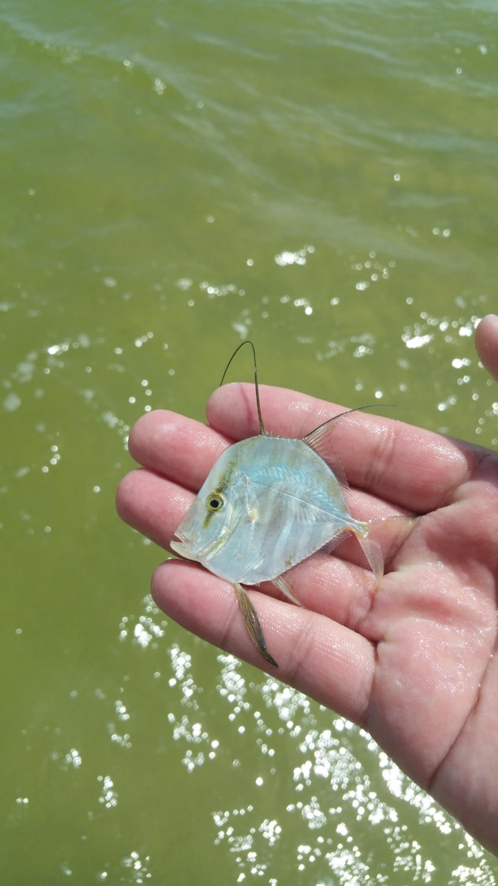 pacific moonfish