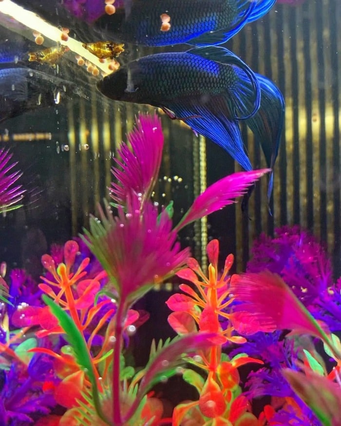 Feed a vibrant blue betta