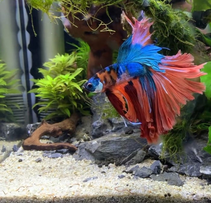 Betta live foods: bloodworms, daphnia, and shrimp