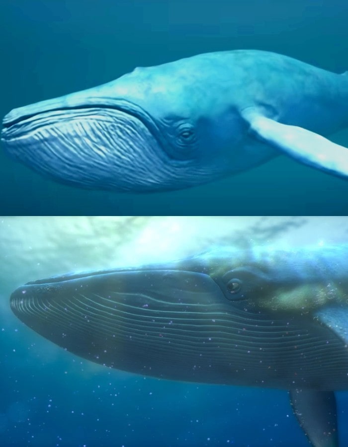 big blue whale