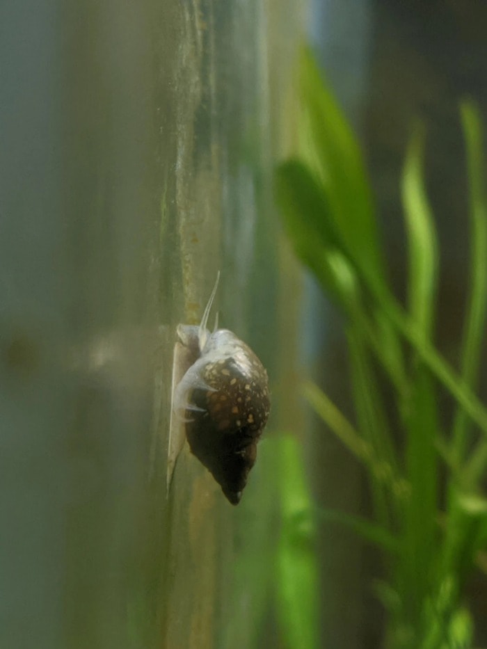 bladder snail