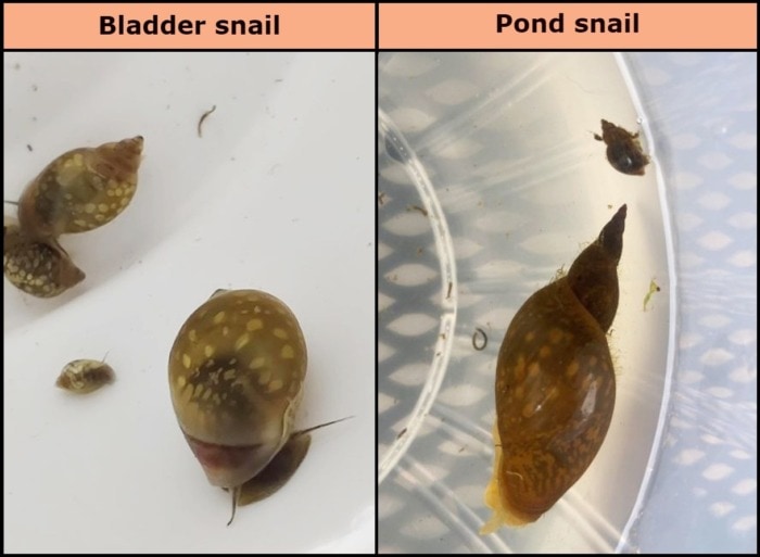 bladder vs pond snail