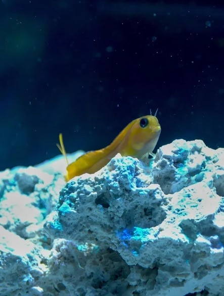 blenny fish