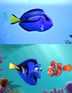 17 Most Popular Types of Fish from Finding Nemo | Aquanswers