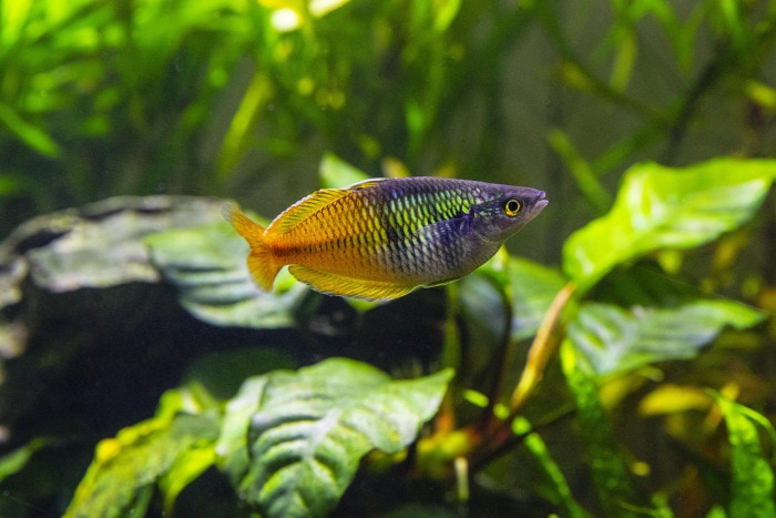 boesemani rainbowfish middle