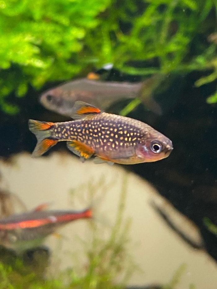 celestial pearl danio tiny size fish