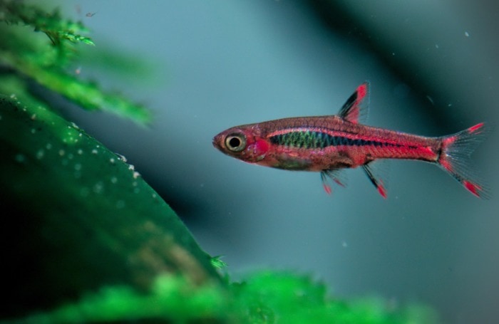 chili rasbora shot