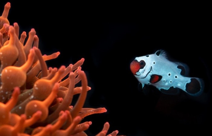 frostbite ocellaris clownfish