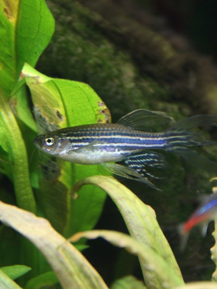 danio zebrafish