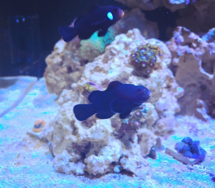 domino ocellaris clownfish