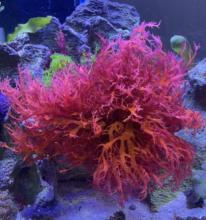 5 Top Live Plants for Saltwater Aquariums - My Reef