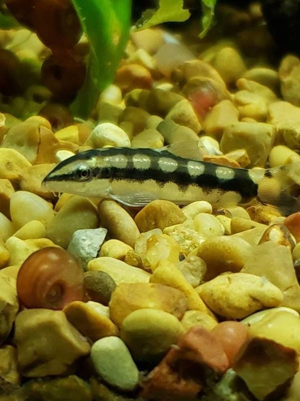 dwarf chain loach