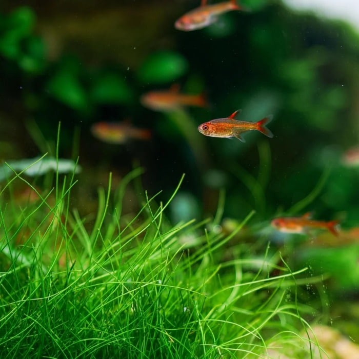 ember tetras in a planted fish tank