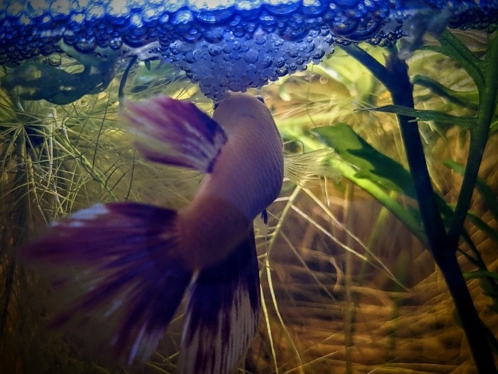 Female betta bubble nest