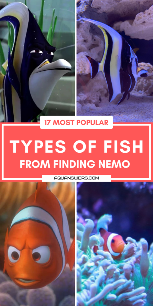 24 Most Popular Types of Fish from Finding Nemo