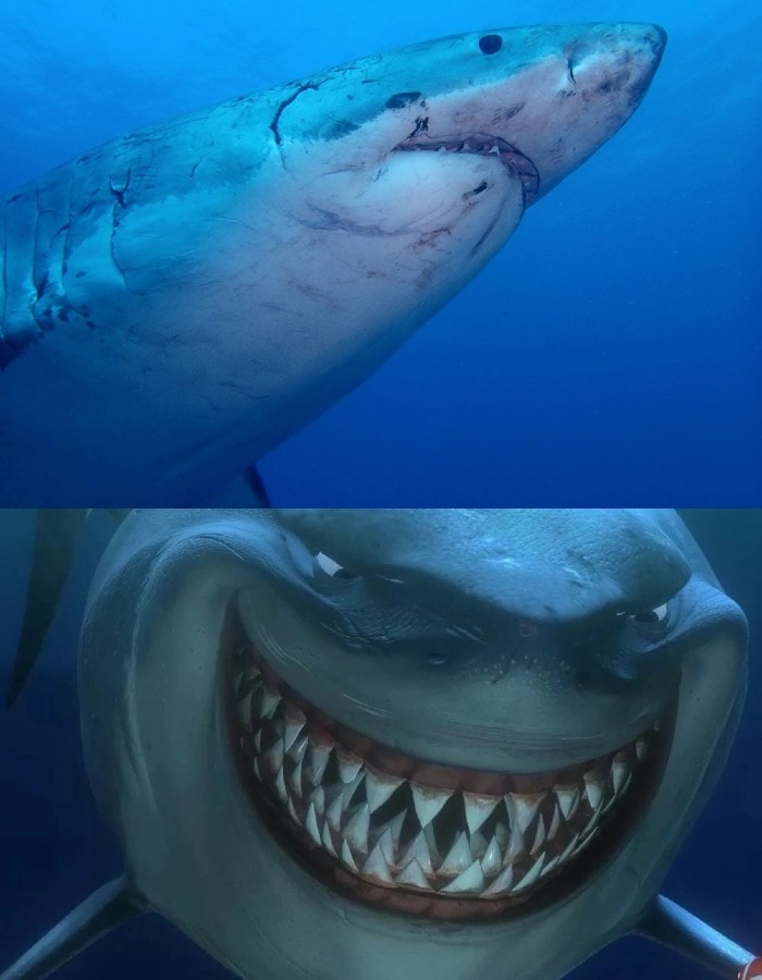 great white shark bruce