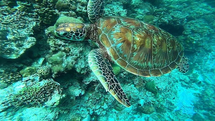 green sea turtle