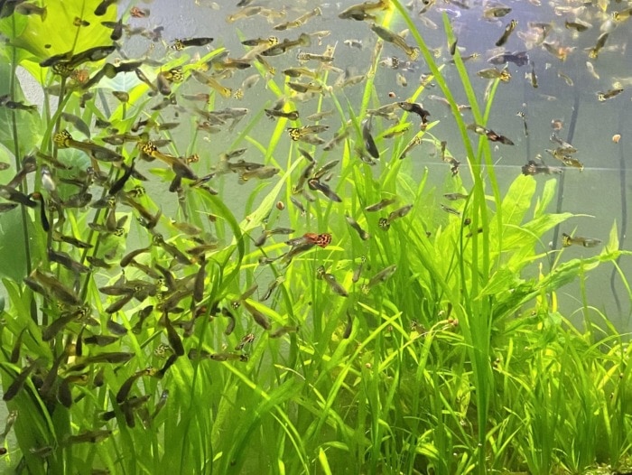 happy guppies aquarium