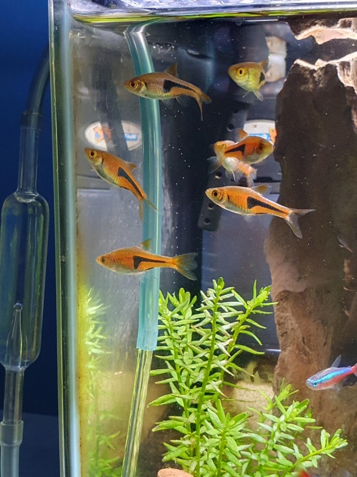 a school of harlequin rasboras