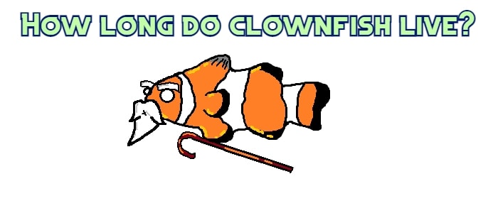 how long do clownfish live header