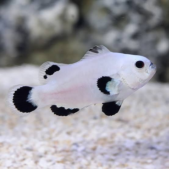 Snow Storm Clownfish