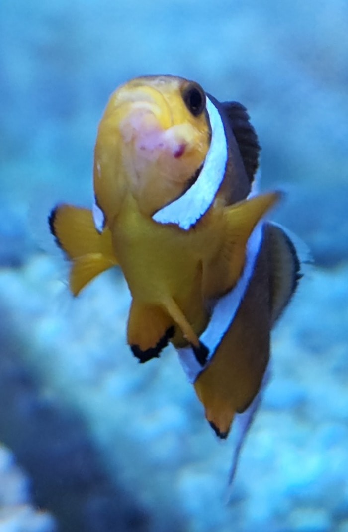 Poor injured fish Clownfish