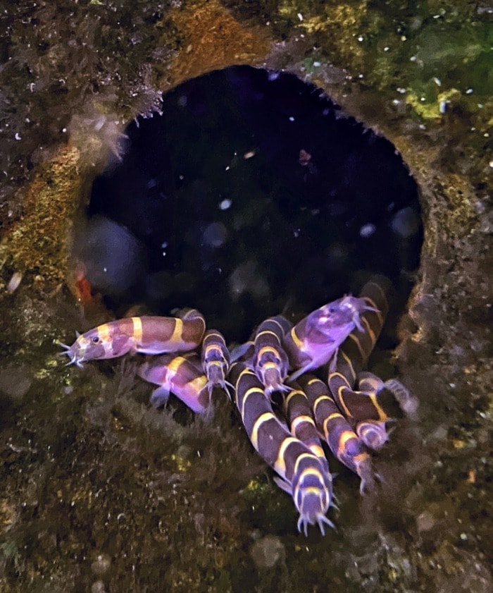 kuhli loaches crowd