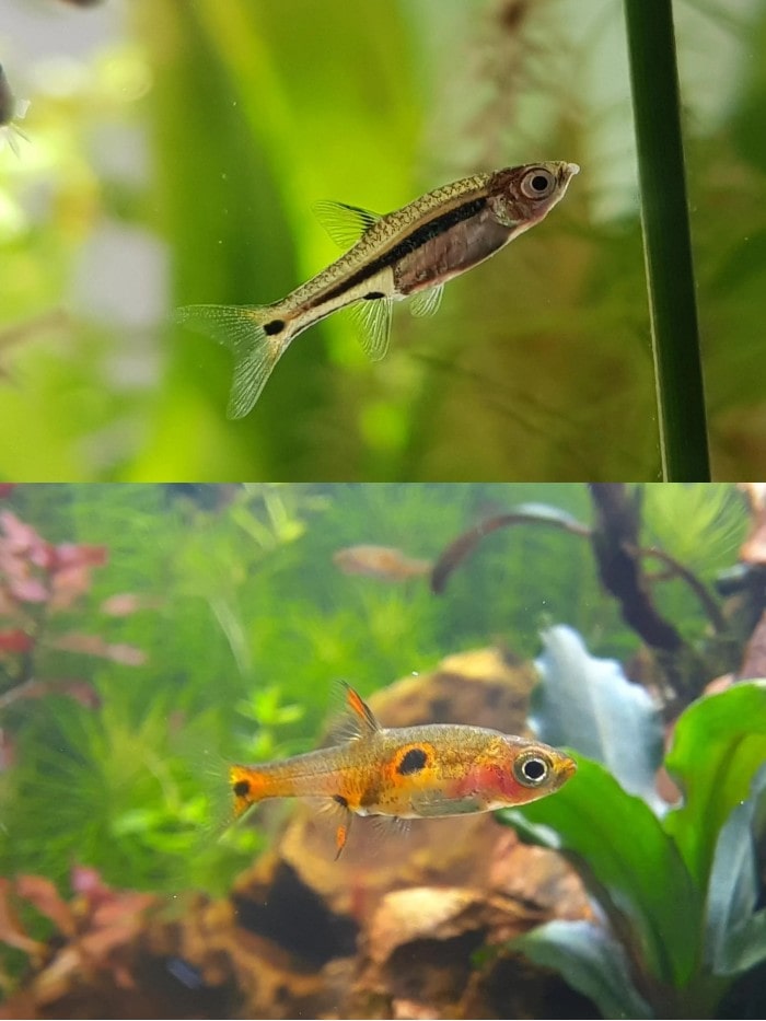 least vs dwarf rasbora