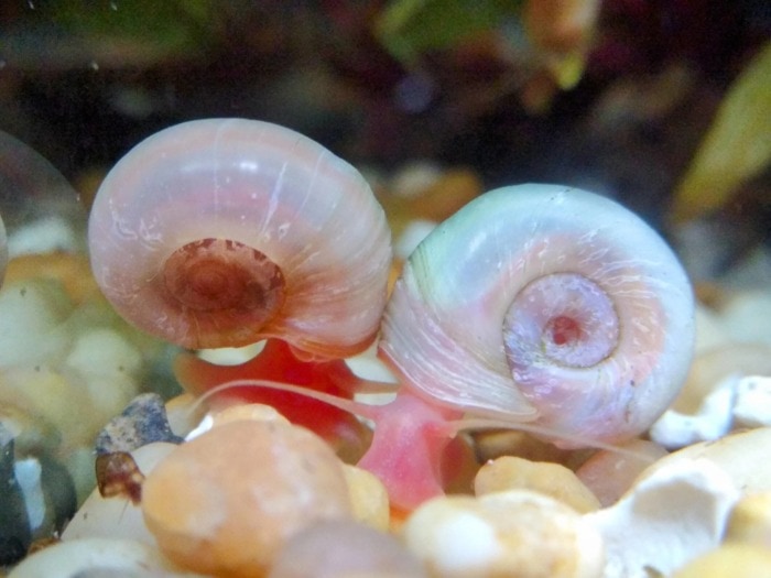 macro ramshorn snails