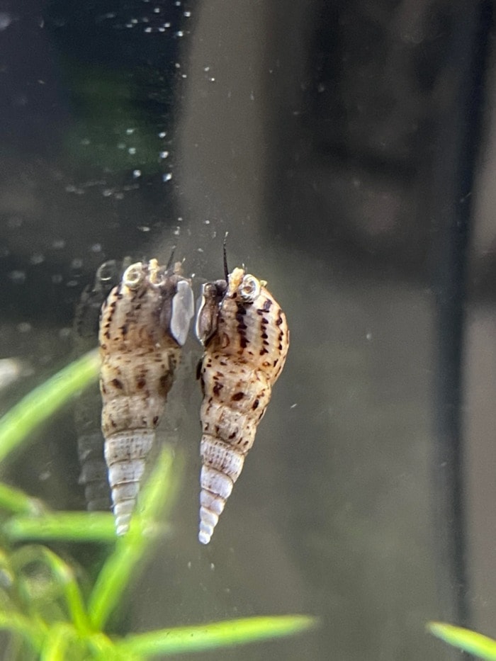 fish tank pest snails