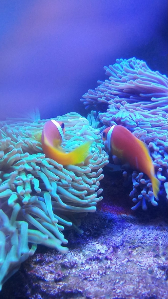 maldive anemonefish