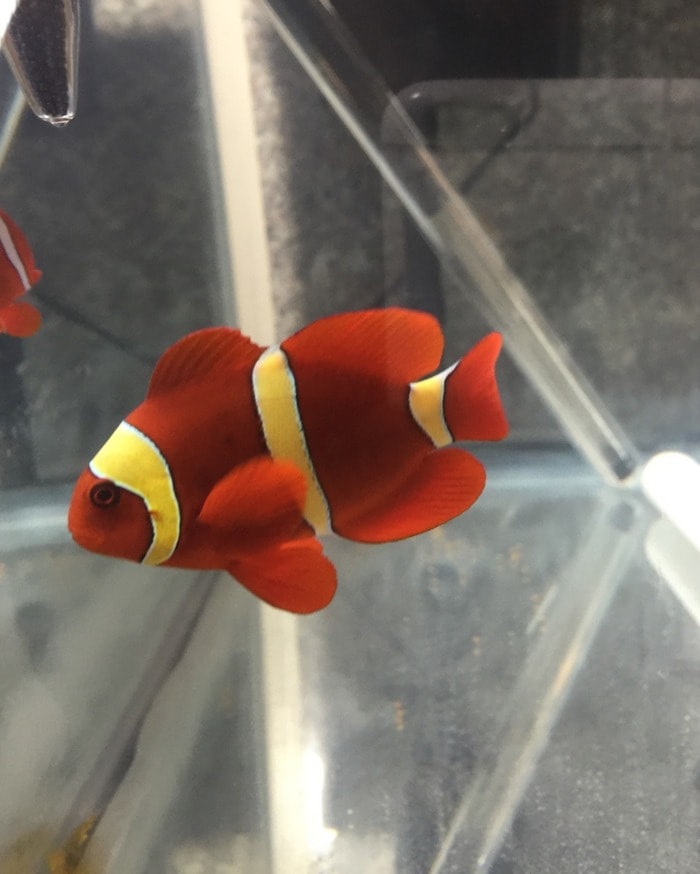 maroon clownfish