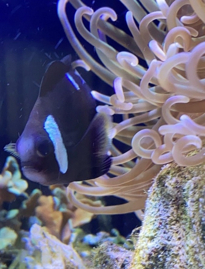 mccullochs anemonefish clownfish