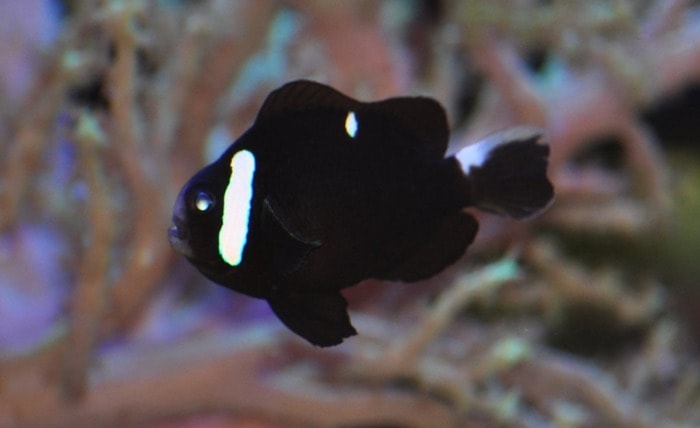 mccullochs anemonefish