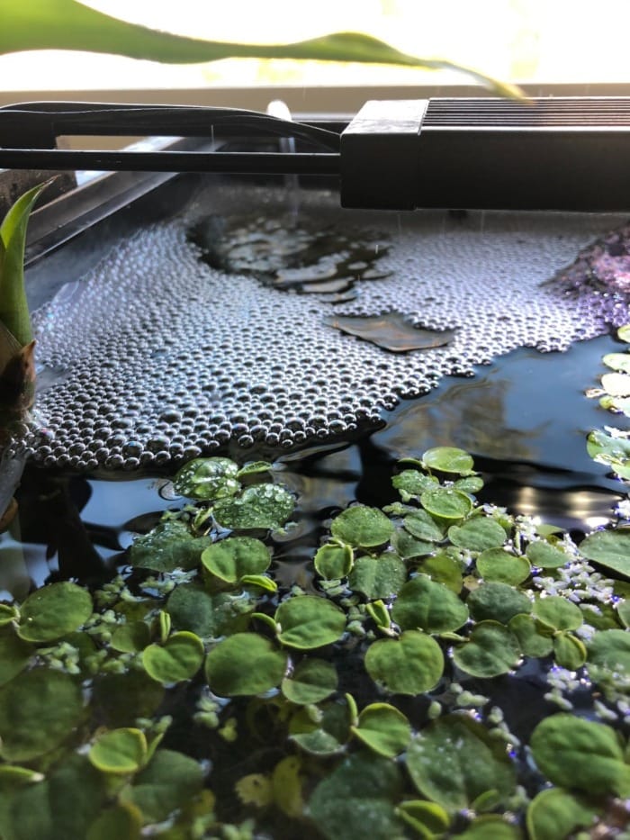 Microbubbles on aquarium surface