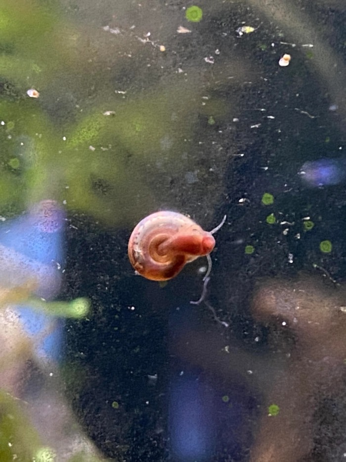 mini ramshorn snail