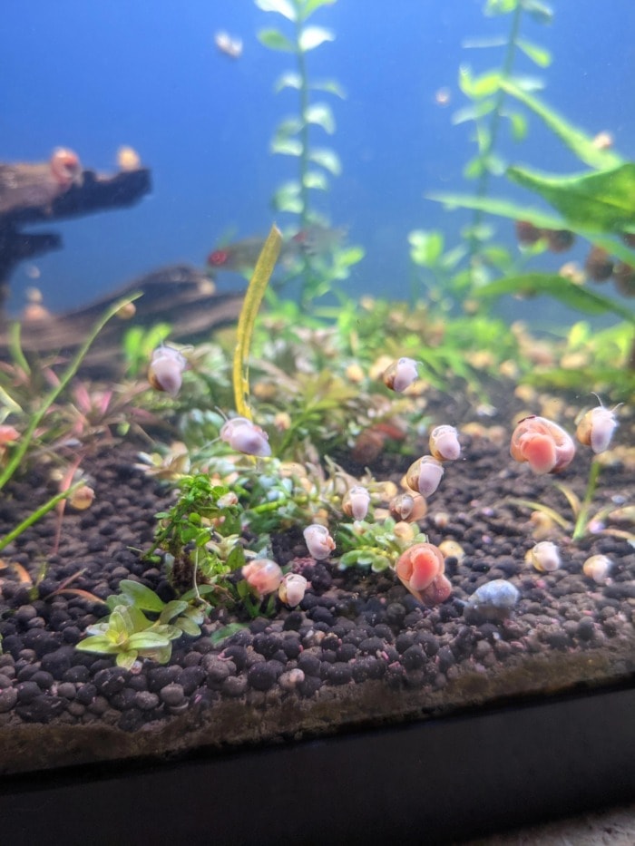 mini ramshorn snails
