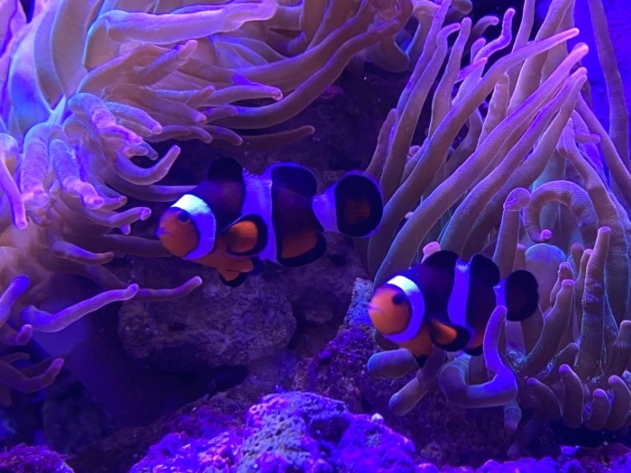 mocha ocellaris clownfish