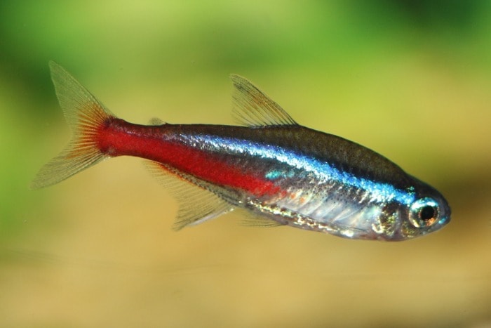 neon tetra fish