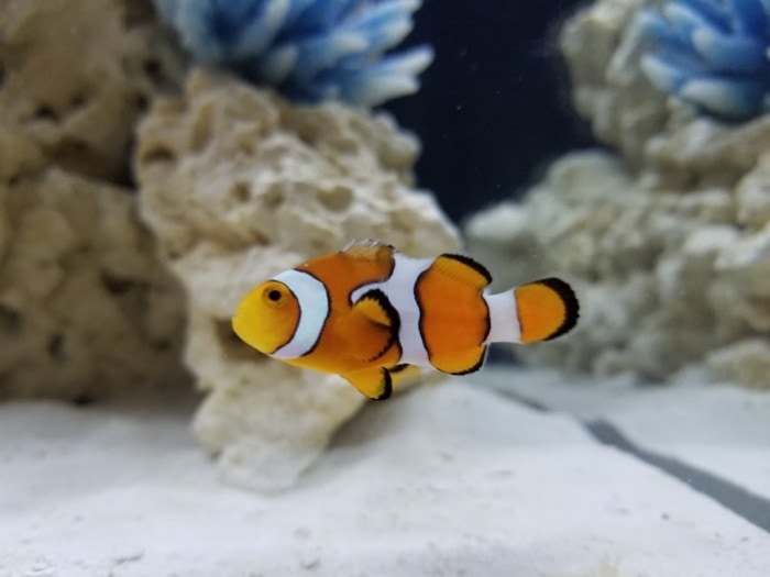 orange clownfish