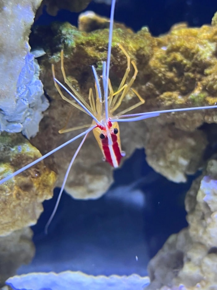 pacific cleaner shrimp