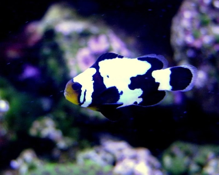 phantom clownfish