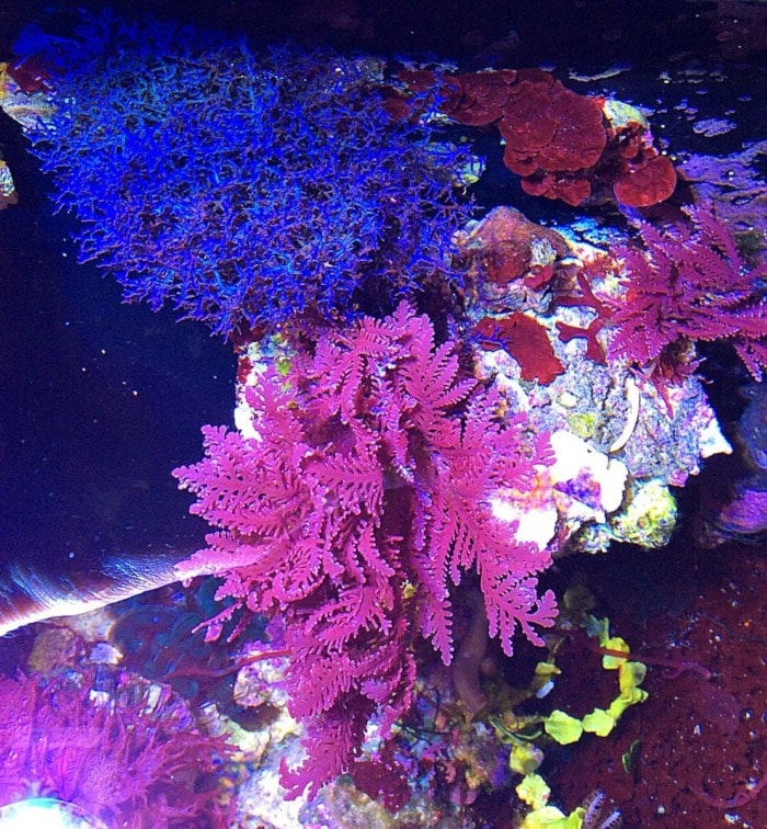 pink lace macroalgae