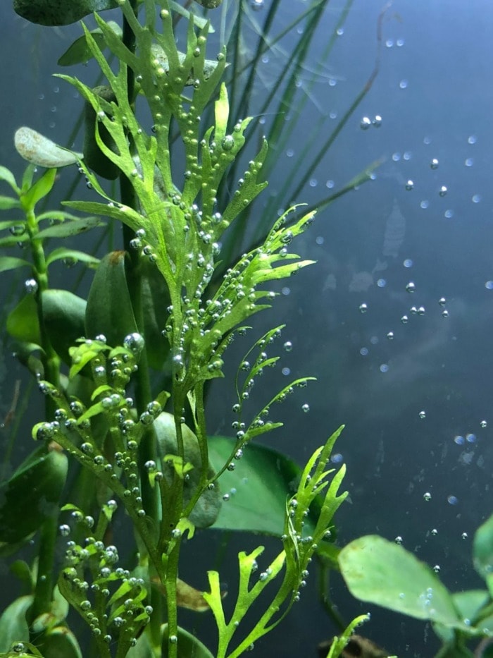 Plant pearling