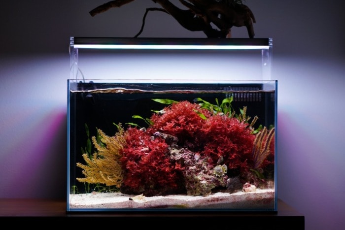 planted saltwater aquarium