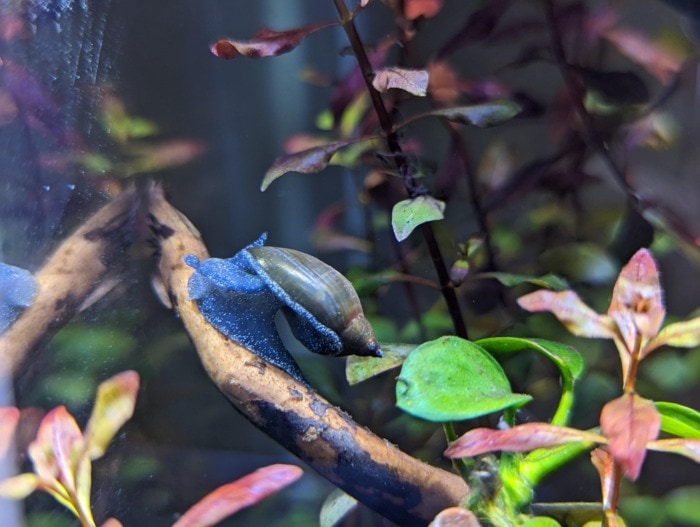 pond snail