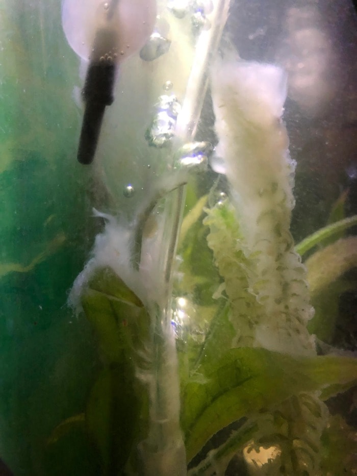 Algae propagation due to poor water circulation