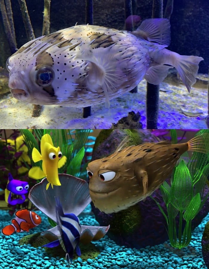 Most Popular Types Of Fish From Finding Nemo