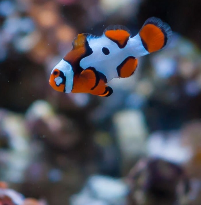 premium picasso clownfish